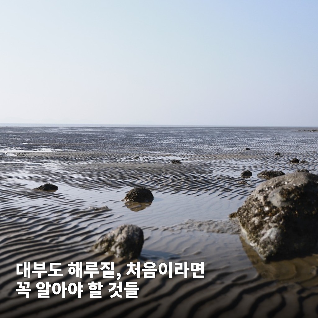 대부도 갯벌에서 해루질하는 사람들이 조개를 채취하고 있다