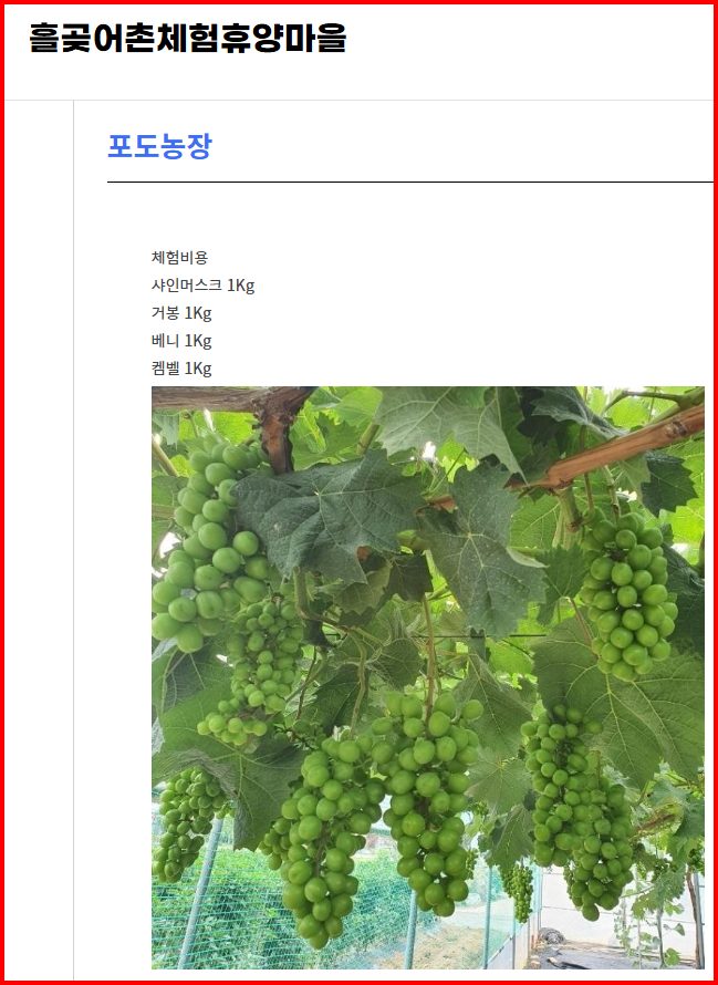 경기 안산시 흘곶어촌체험마을의 포도 수확 체험 안내