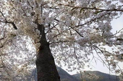 벚꽃사진