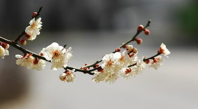 벚꽃사진
